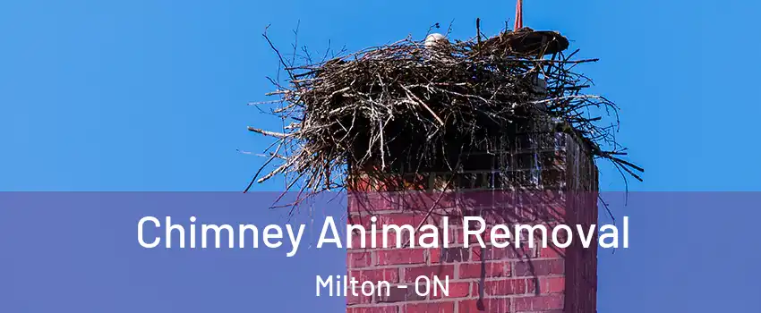  Chimney Animal Removal Milton - ON