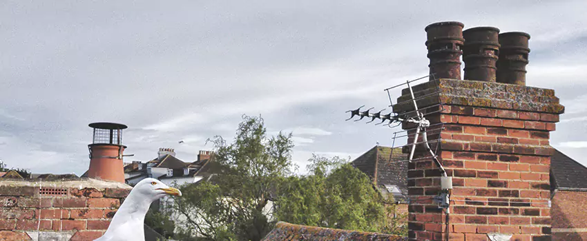 Chimney Cleaning And Restoration in Milton, Ontario